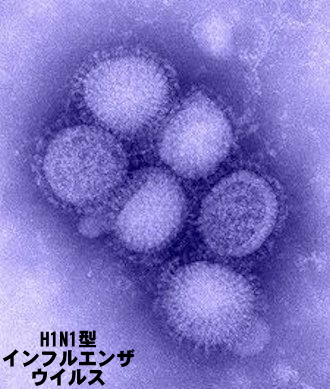新型インフルエンザ・ウイルス